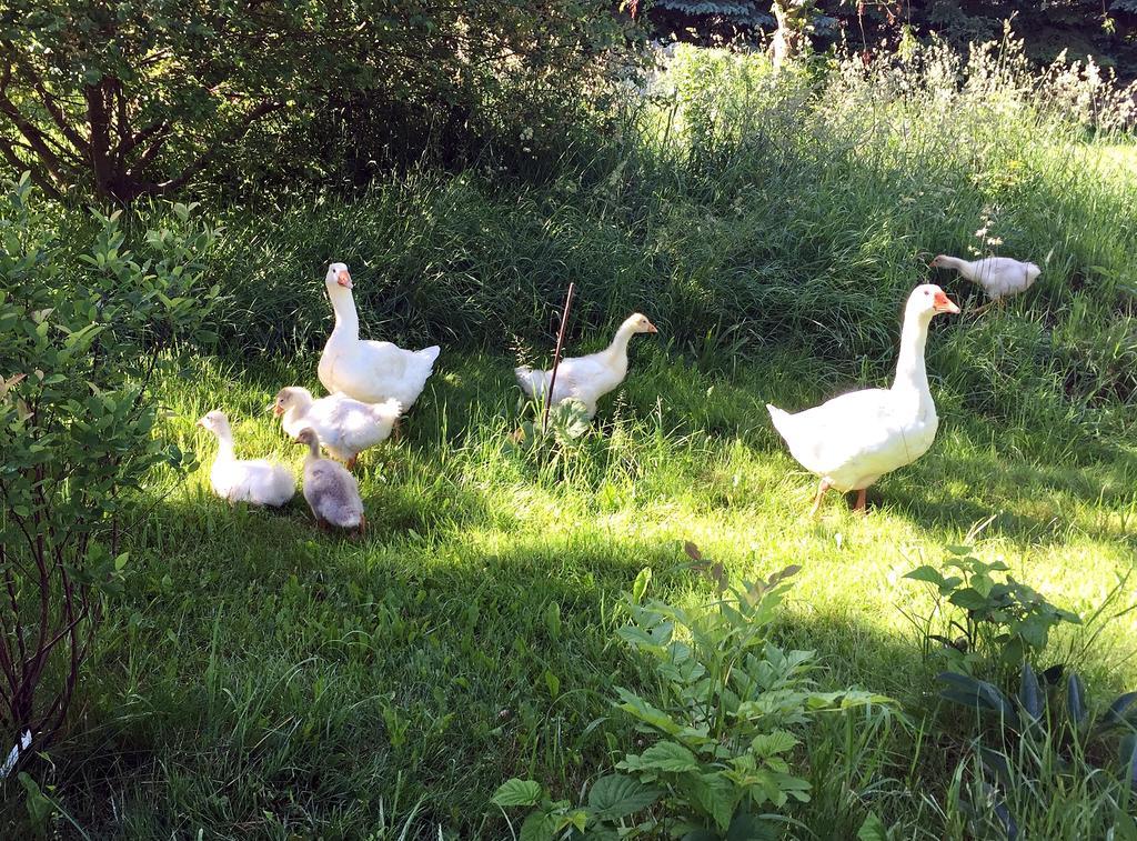 Fachwerkhaus 4 Birken Villa Rumpshagen Dış mekan fotoğraf